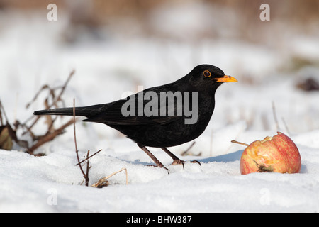 Blackbird, Turdus merula, seul mâle eating apple dans la neige, des Midlands, hiver 2010 Banque D'Images