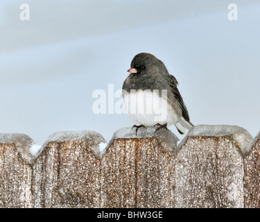Un Junco ardoisé, Junco hyemalis, perché sur une clôture au cours d'une tempête de glace dans l'Oklahoma, USA. Banque D'Images