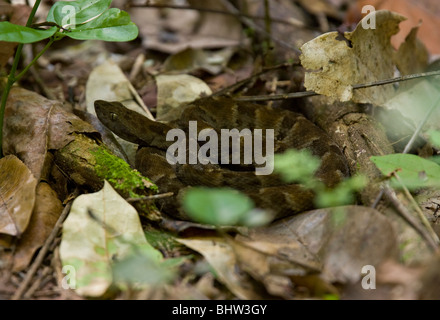 FER-de-lance ou LANCEHEAD COMMUN (Bothrops atrox) nr. Nappi, montagnes Kanuku, Guyana. Des espèces venimeuses. Banque D'Images