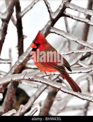 Un mâle Cardinal rouge, Cardinalis cardinalis, perches dans un arbre couvert de glace. Banque D'Images