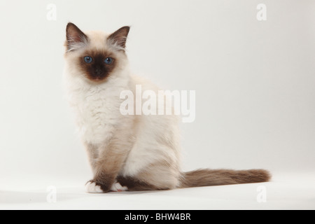 Chat Sacré de Birmanie, chaton, 12 semaines / côté birman, Banque D'Images