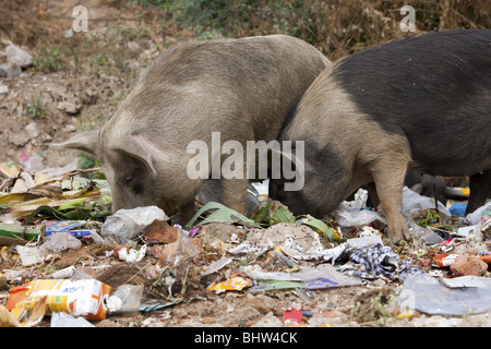 Refuser de manger les porcs à puttaparthi en Inde Banque D'Images