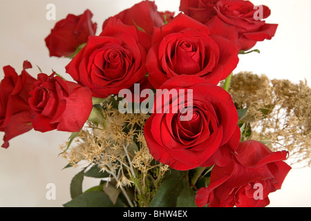 Un bouquet de roses rouges à longue tige Banque D'Images