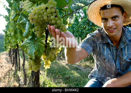 Jeune homme dans la vigne de raisin blanc Banque D'Images