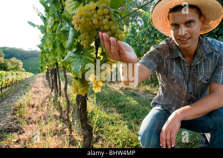 Jeune homme dans la vigne de raisin blanc Banque D'Images