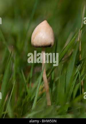 MAGIC MUSHROOM ou LIBERTY CAP (Psilocybe semilanceata) croissant dans le Sussex, UK. La psilocybine contenant de l'hallucinogène. Banque D'Images