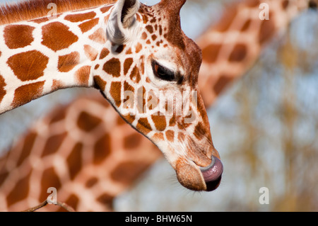 Giraffe réticulée de près avec sa langue. Banque D'Images