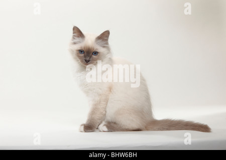 Chat Sacré de Birmanie, chaton, 12 semaines / côté birman, Banque D'Images