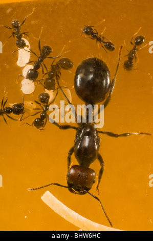 Messor barbarus la récolte (Queen ant dans des conditions insectarium) Banque D'Images