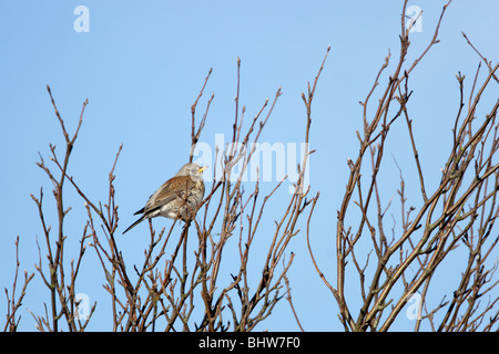 F) Fieldfare (Turdus perché dans against a blue sky Banque D'Images
