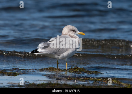 Mew Gull Larus canus dans les eaux peu profondes le long du rivage de la plage de l'île de Vancouver Nanaimo BC Canada en Septembre Banque D'Images