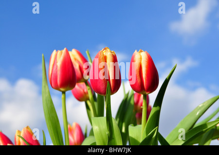 Red Tulip arrangement avec un fond de ciel bleu. Profondeur de champ, se concentrer sur le centre de tulipes. Banque D'Images