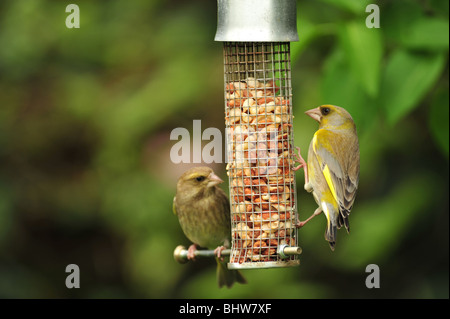 Paire de Green Finch (Carduelis chloris) oiseaux se nourrissant dans une mangeoire d'arachide le jardin. Banque D'Images