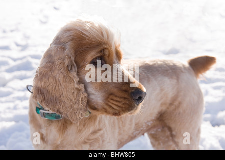 Cocker Anglais dans la neige Banque D'Images