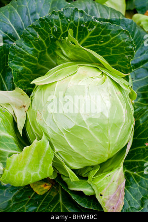 Chou un cultivar populaire de l'espèce Brassica oleracea Capitata Linne Groupe de la famille des crucifères ou Brassicacées Banque D'Images