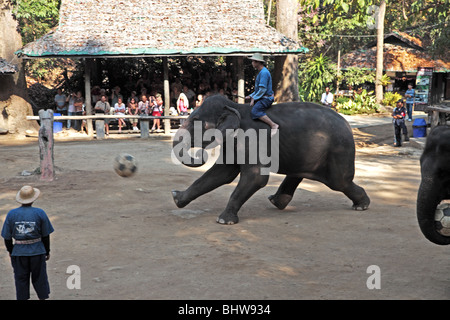 Les éléphants jouent au soccer à Maesa Elephant Camp afficher près de Chiang Mai, Thaïlande Banque D'Images