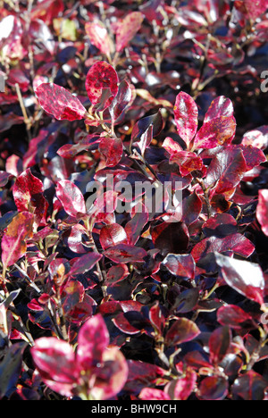 Close-up de Pittosporum tenuifolium 'Tom Thumb'. Banque D'Images