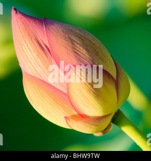 Nelumbo 'Mrs. Perry Slocum' une brillante fleur de lotus rose Banque D'Images