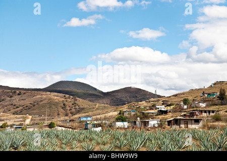 Maisons en béton humble & tin shacks couverte dot d'une colline dans la vallée de l'Oaxaca au-dessus de champ cultivé de cactus Agave Banque D'Images