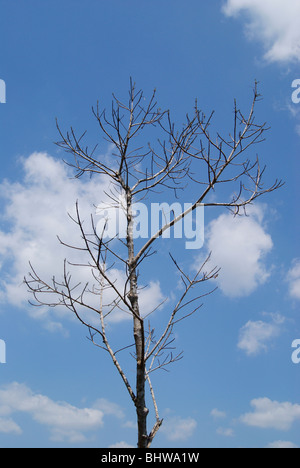Arbre sans feuilles en fond de ciel nuageux.arborescence forêt pittoresque de Kerala, Inde Banque D'Images
