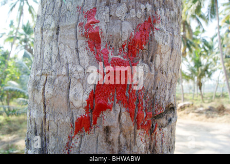 X rouge en cocotier Banque D'Images