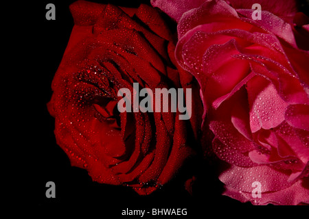 Rose rouge et rose avec un brouillard sur fond noir Banque D'Images
