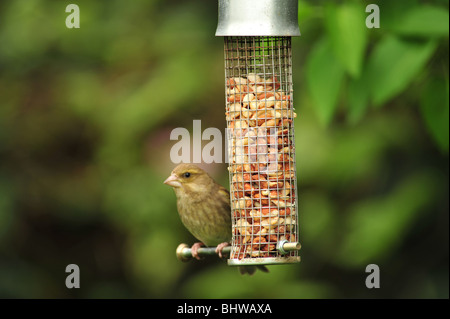 Seule femelle Green Finch (Carduelis chloris) assis sur un perchoir à côté d'un convoyeur d'arachide dans le jardin Banque D'Images