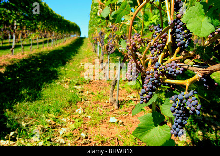 Vignoble les vignes dans la vallée de l'Annapolis en Nouvelle-Écosse, Canada Banque D'Images