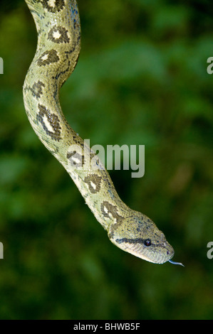 Arbre généalogique Madagascar Sanzinia madagascariensis (Boa) Le Parc National de Marojejy, Madagascar Banque D'Images