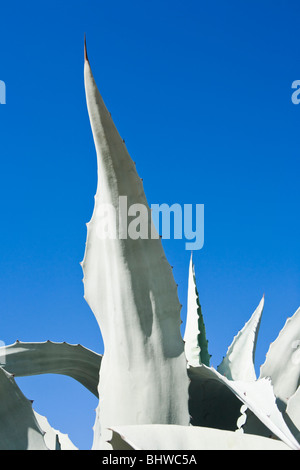 Un Agave et ciel bleu. Banque D'Images