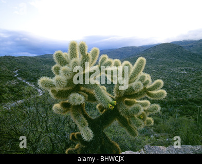 Teddy bear cholla cactus ou sautant dans Saguaro National Park dans le désert de Sonora de près de Tucson en Arizona Banque D'Images