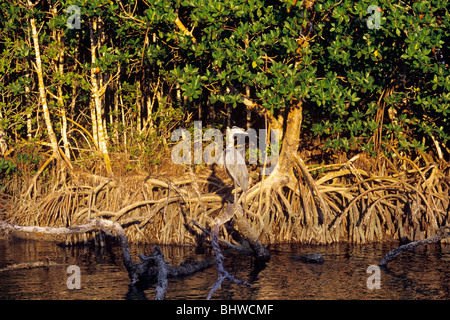 Red mangrove constituent un élément important de l'habitat de l'eau salée dans le parc national des Everglades en Floride Banque D'Images