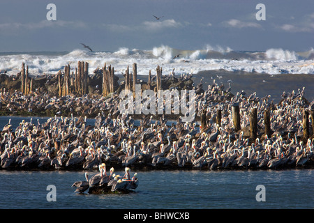 Le Pélican brun (Pelecanus occidentalis). Bouche de coquille River, Oregon Banque D'Images