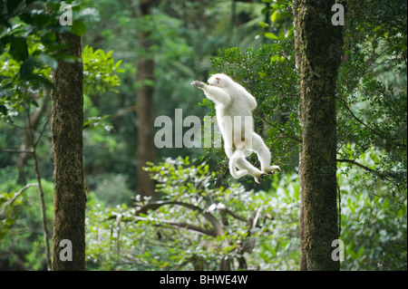 Propithèque soyeux (Propithecus candidus), en voie de disparition, le Parc National de Marojejy, Madagascar Banque D'Images