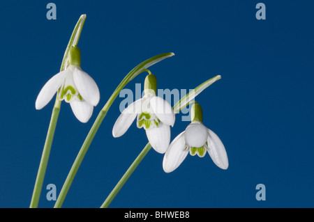 Trois perce-neige en étroite jusqu'à l'encontre d'un ciel de printemps bleu clair Banque D'Images