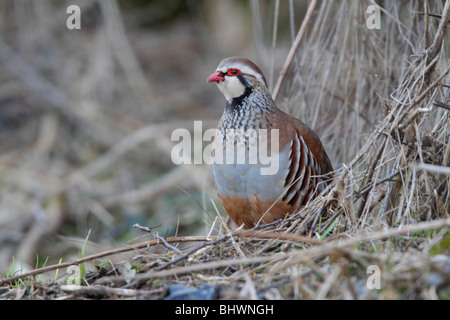 Red-legged Partridge Banque D'Images