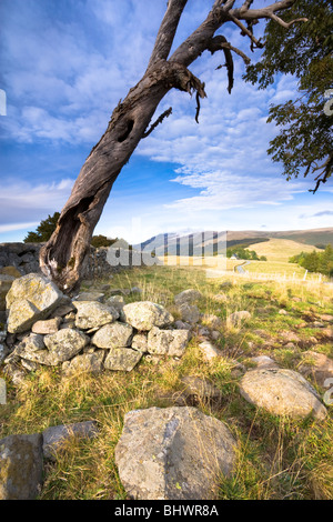 Un arbre mort à côté d'un mur de pierre, Auvergne, Massif Central, France. Banque D'Images