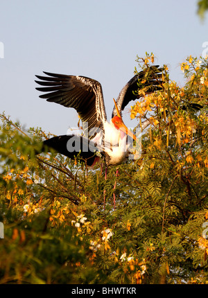 Oiseaux indiens Banque D'Images