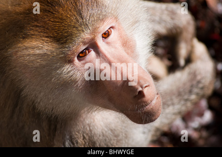 Papio hamadryas Baboon lève les yeux avec l'expression intense. Banque D'Images