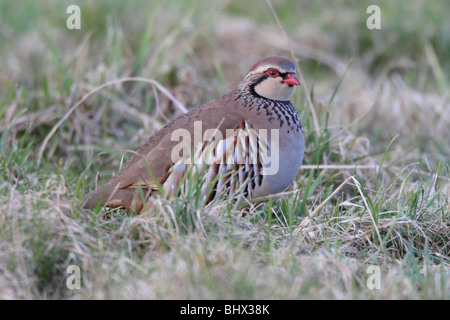 Red-legged Partridge Banque D'Images