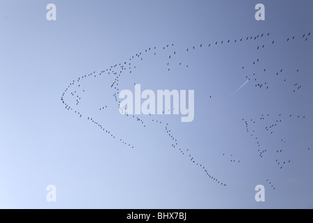 La migration de la bernache nonnette (Branta leucopsis), Alblasserdam, South-Holland, Pays-Bas Banque D'Images