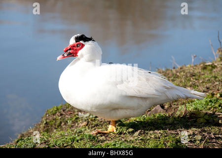 Muscovy duck blanc avec face rouge vif Banque D'Images