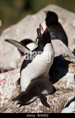 Fier Rockhopper Penguin et Chick Banque D'Images