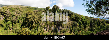 Paysage luxuriant et verdoyant près des chutes à Makahiku Pipiwai sur le sentier près de Hana Maui Hawaii. Banque D'Images