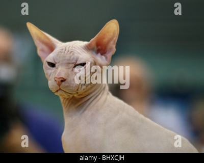 Arbre Chat - Sphynx blanc chat sans poils aussi connu sous le nom de Canadian glabres Banque D'Images