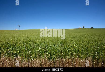 Culture de blé vert dans un champ pays sous un ciel bleu clair .loin sur l'horizon sont réservoir d'eau, cabane en pierre et moulin à vent. Banque D'Images