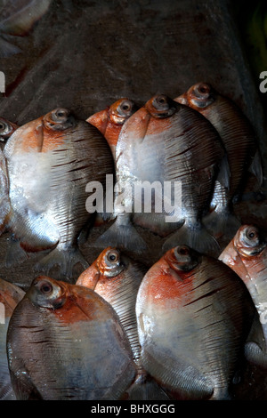 La forêt amazonienne du Pérou est très riche en biodiversité et ses animaux rares, plantes et cultures autochtones sont tous menacés. Banque D'Images