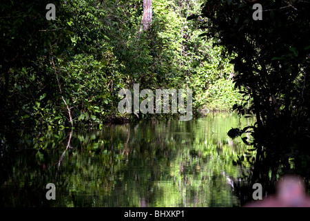 La forêt amazonienne du Pérou est très riche en biodiversité et ses animaux rares, plantes et cultures autochtones sont tous menacés. Banque D'Images