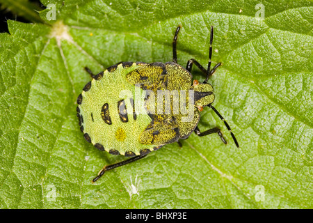 Larve d'un green stink bug (Palomena prasina) Banque D'Images