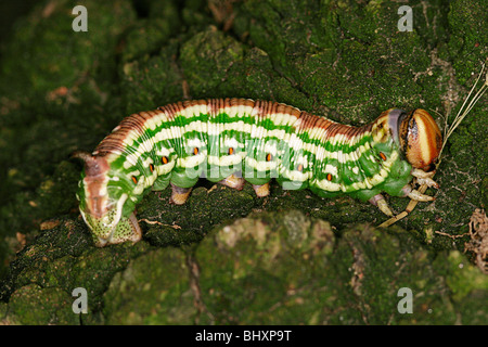 Hawk-moth pin (Hyloicus pinastri) Banque D'Images